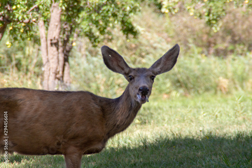 Californian Black-tailed deer walking through typical forested area © Dmitriy