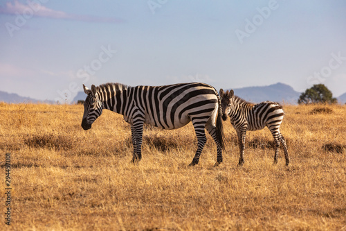 Mare and Foal Grevy s Zebra on the Savanna  Kenya  Africa