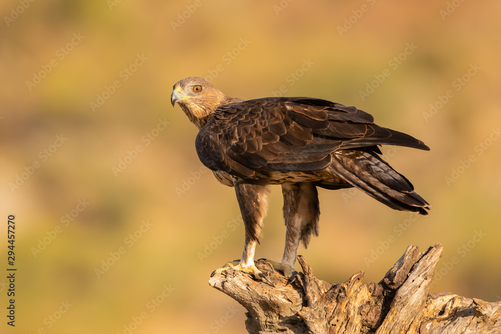 Juvenile Bonelli's eagle perched on a dead tree stump Juvenile Bonelli's eagle perched on a dead tree stump