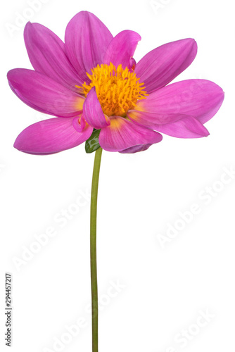 dahlia flower isolated
