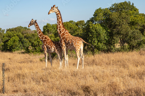 Photography Two Reticulated Giraffes Mating in the Morning, Ol Pejeta Conservancy, Kenya, Af