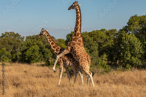 Two Reticulated Giraffes Mating in the Morning, Ol Pejeta Conservancy, Kenya, Africa