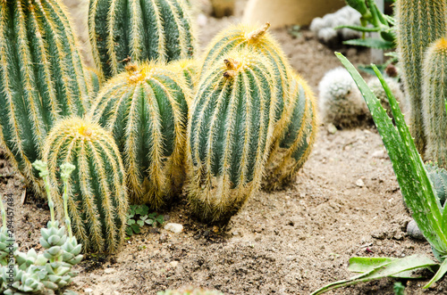 Cacti cactus