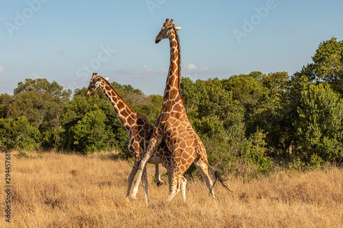 Two Reticulated Giraffes Mating in the Morning in a Grassy Savanna Area with Green Bushes in the Background , Ol Pejeta Conservancy, Kenya, Africa