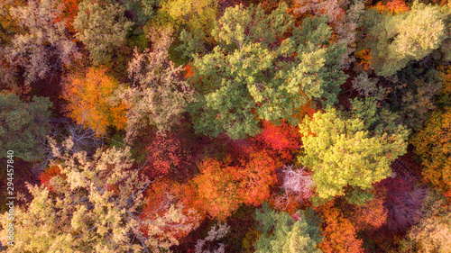 aerial veiw of colorful forest. amazing autumn background. bird's eye, drone shot