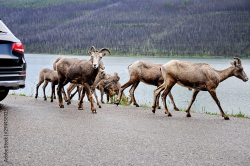 Mount Goat herd on a paved road in Jasper National Park, Alberta, Canada. © Bob