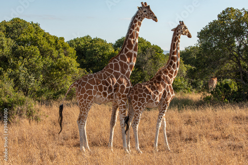 Two Reticulated Giraffes Mating in the Morning, Ol Pejeta Conservancy, Kenya, Africa