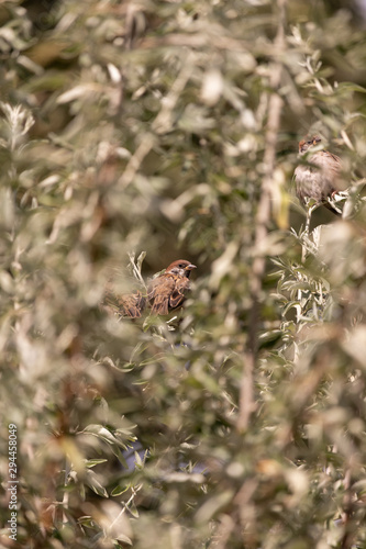 Common urban sparrow camouflaged in tree foliage on a sunny day