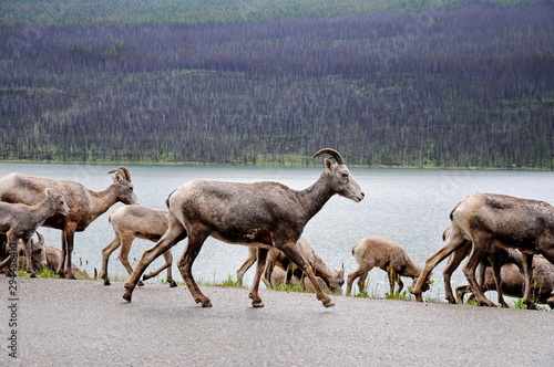 Mount Goat herd on a paved road in Jasper National Park, Alberta, Canada.