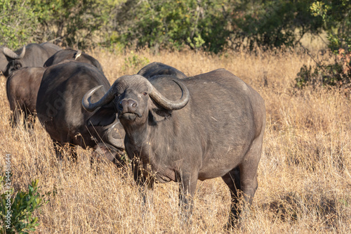 Cape Buffalo Sniffing the Air, Ol Pejeta Conservancy, Kenya, Africa