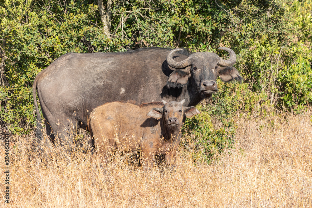 Cape Buffalo Cow and Calf Watching, Ol Pejeta Conservancy, Kenya, Africa