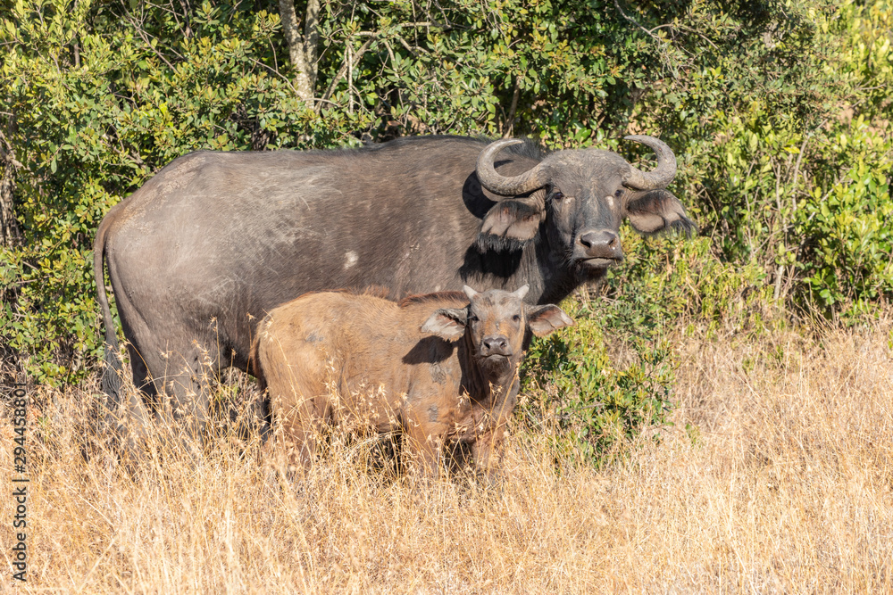 Cape Buffalo Cow and Calf Watching, Ol Pejeta Conservancy, Kenya, Africa Cape Buffalo Cow and Calf Watching, Ol Pejeta Conservancy, Kenya, Africa