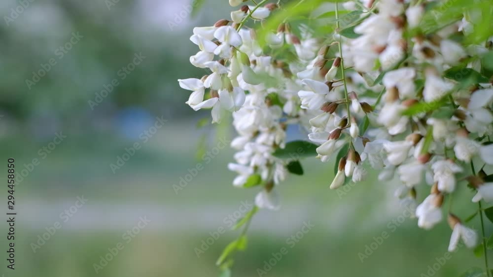 white acacia blossoms in the garden white acacia blossoms in the garden