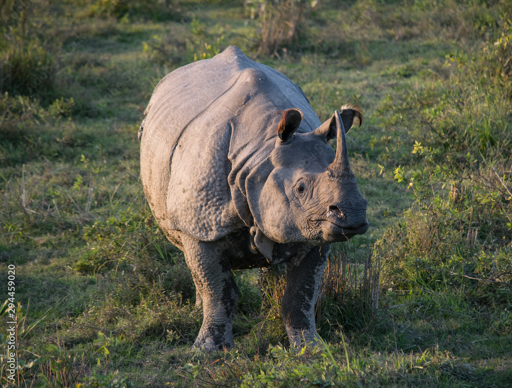 Fototapeta premium An Indian Rhino at Kaziranga National Park