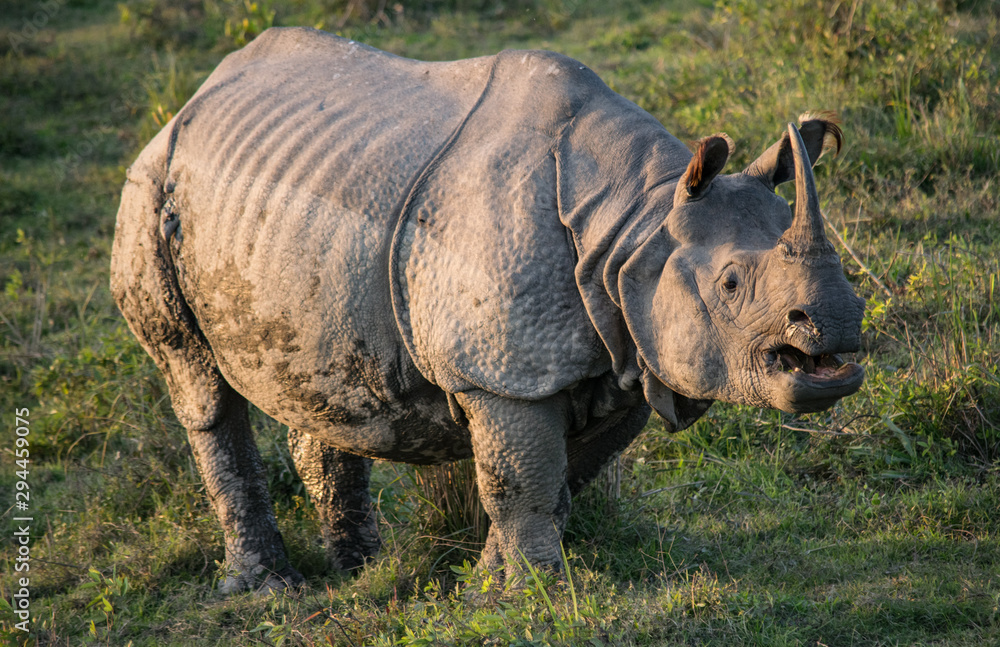 Obraz premium An Indian Rhino at Kaziranga National Park