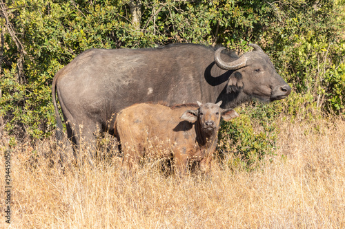 Cape Buffalo Cow and Calf in Kenya  Africa