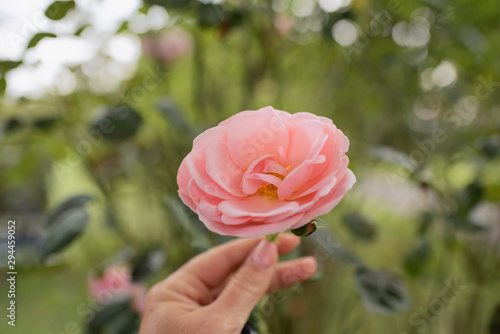 Fototapeta Naklejka Na Ścianę i Meble -  Hand holding a pink rose blooming isolated on blurred green background in park