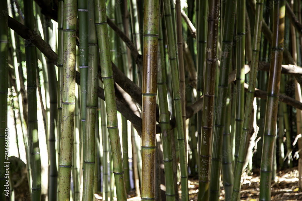 Fototapeta premium Bamboo jungle trunks