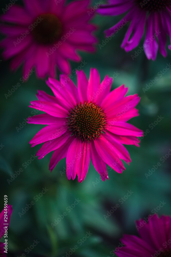 Fototapeta premium Abstract Flower Closeup