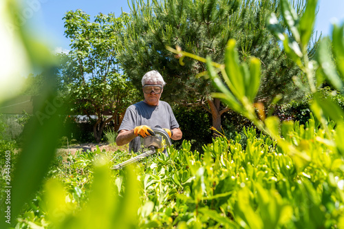 Senior man pruning hedge with trimmer