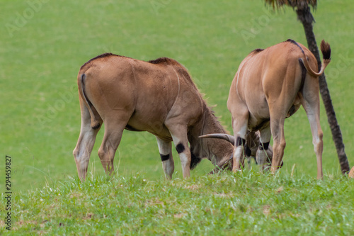an eland walking and grazing in a green meadow