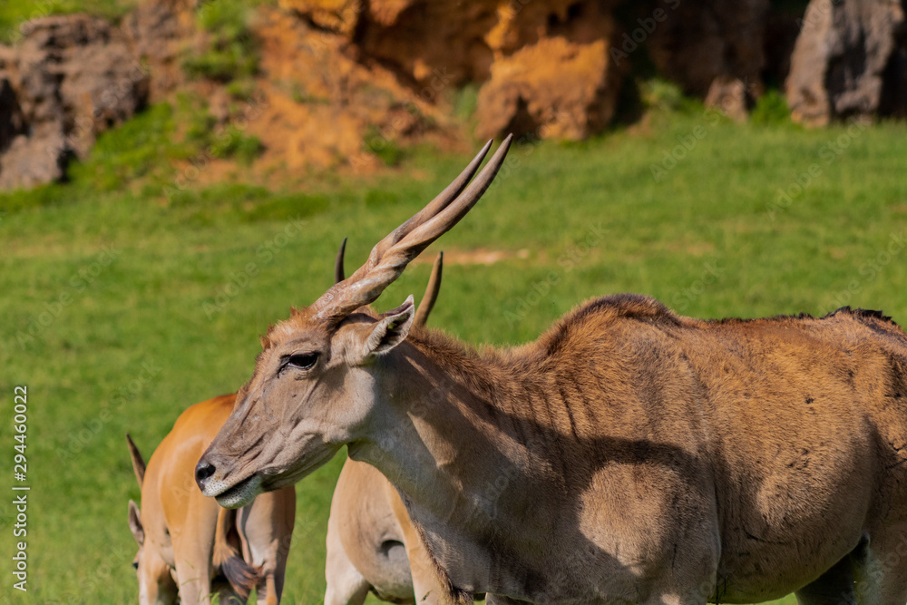 Fototapeta premium an eland walking and grazing in a green meadow
