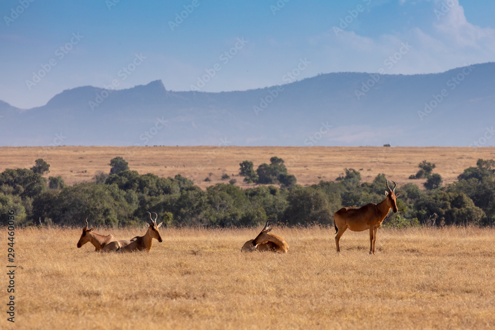 Small Herd of Hartebeest in a Field of Golden Grasses at the Base of Mount Kenya, Africa