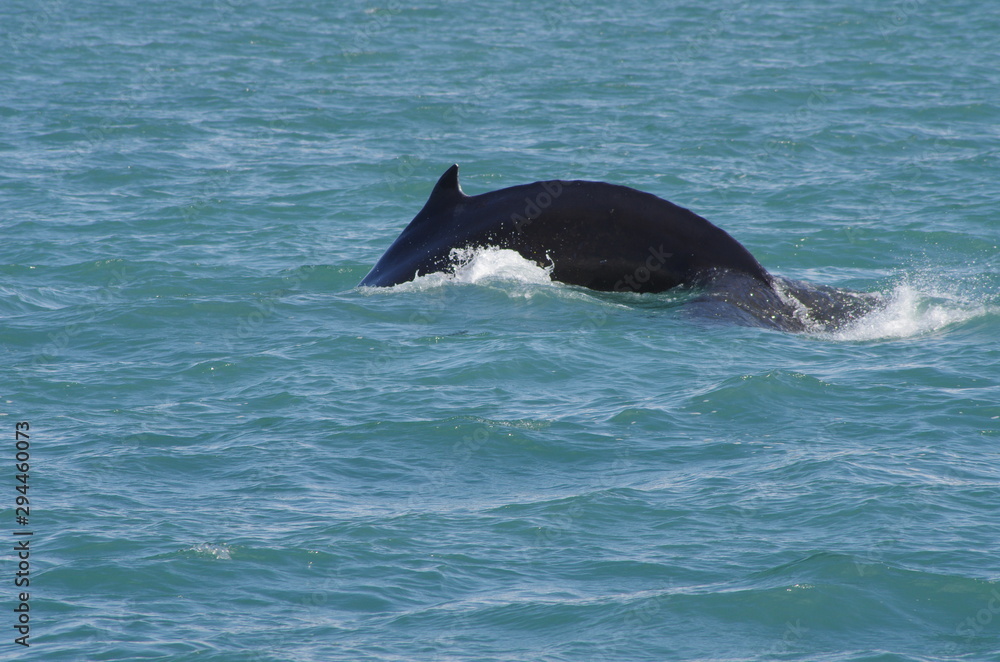 Fototapeta premium Buckelwal