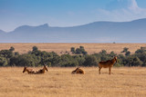 Small Herd of Hartebeest in a Field of Golden Grasses at the Base of Mount Kenya, Africa