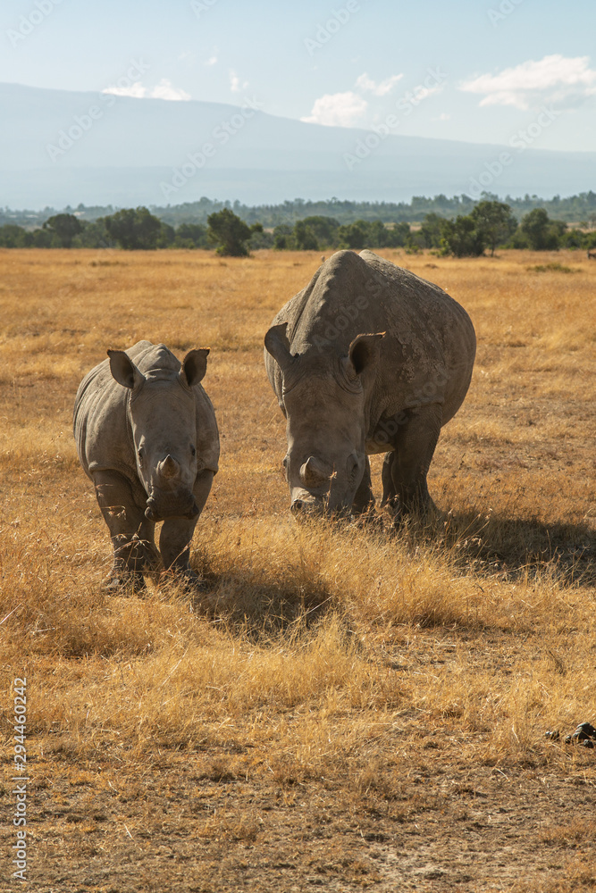 Φωτογραφία Rhino Cow and Calf Grazing on the Golden Grasses of Ol Pejeta Conservancy, Kenya