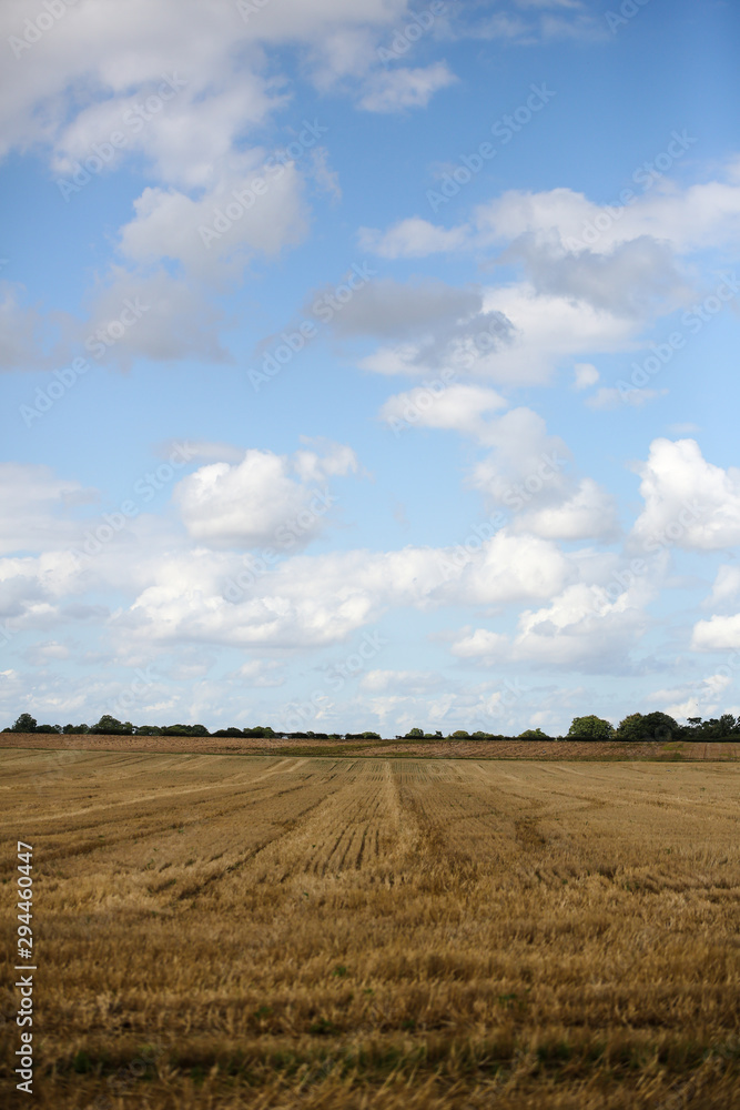 A recently harvested wheat field on a summers day. The blue sky is filled fluffy white clouds