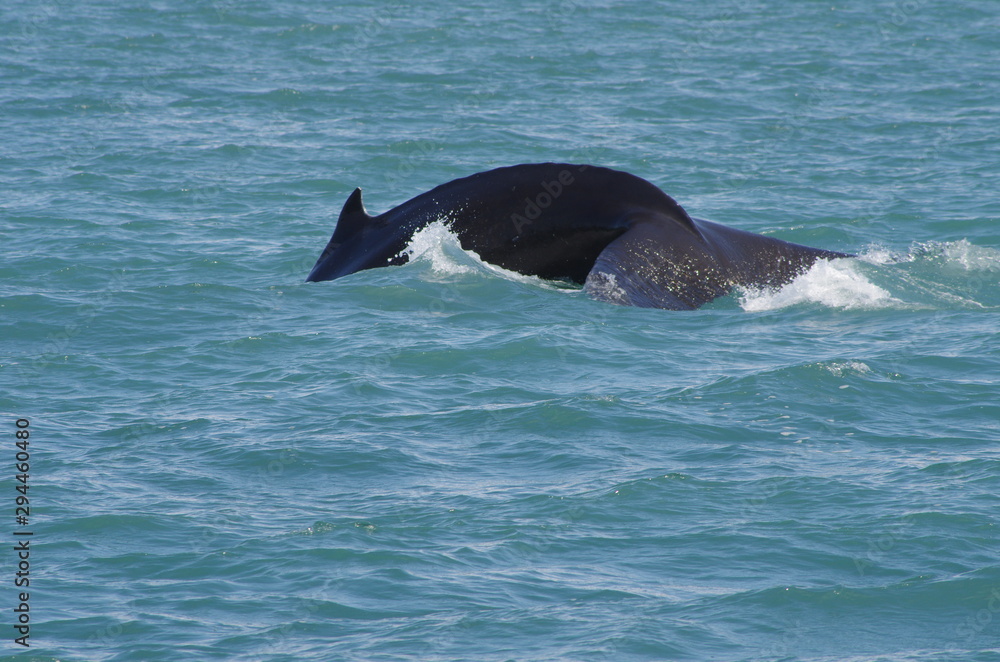 Obraz premium Buckelwal