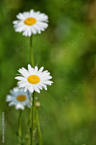 Daisies against a green background