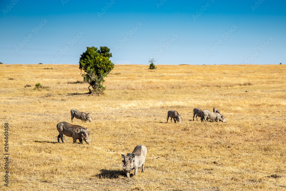 A Herd of Warthogs Grazing in a Grassy Field, Ol Pejeta Conservancy, Kenya, Africa