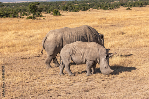 White Rhino Cow and Calf  Grazing in Kenya Africa