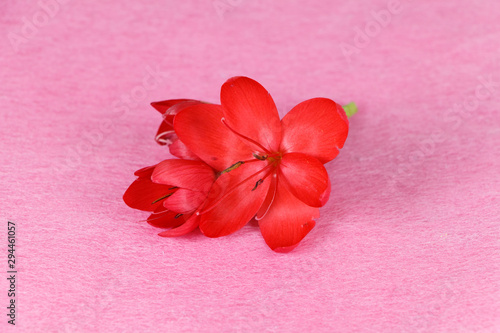 Red flower on pink background for valentine s day