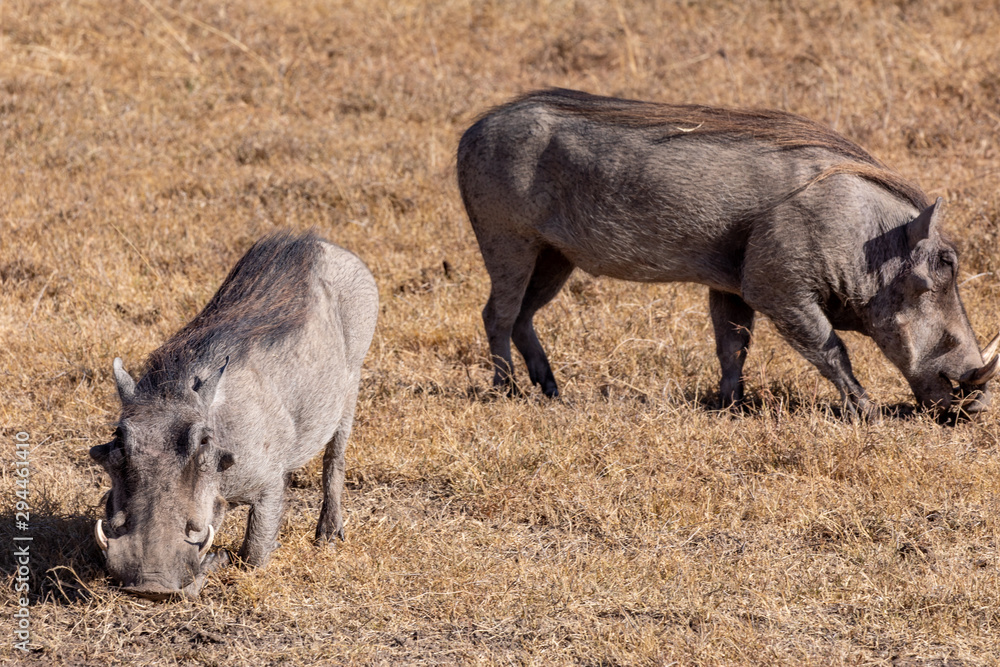 Two Warthogs Grazing on Golden Grasses, Ol Pejeta Conservancy, Kenya, Africa Two Warthogs Grazing on Golden Grasses, Ol Pejeta Conservancy, Kenya, Africa