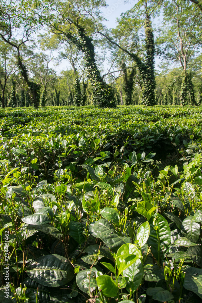 Typical tea plantation in Assam near Kaziranga National Park Typical tea plantation in Assam near Kaziranga National Park