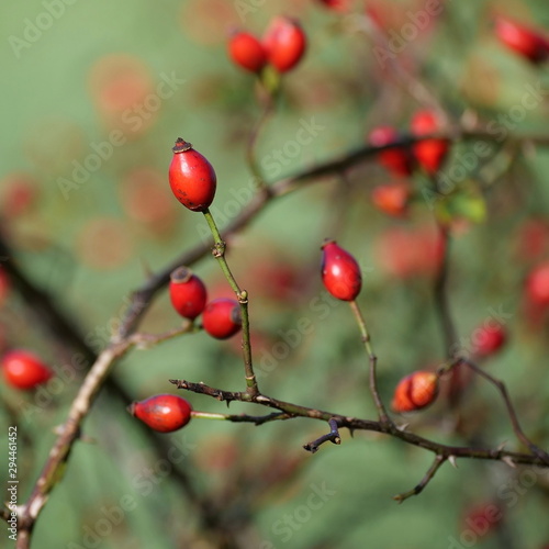 Rosehips on a branch, isolated, blurred background.