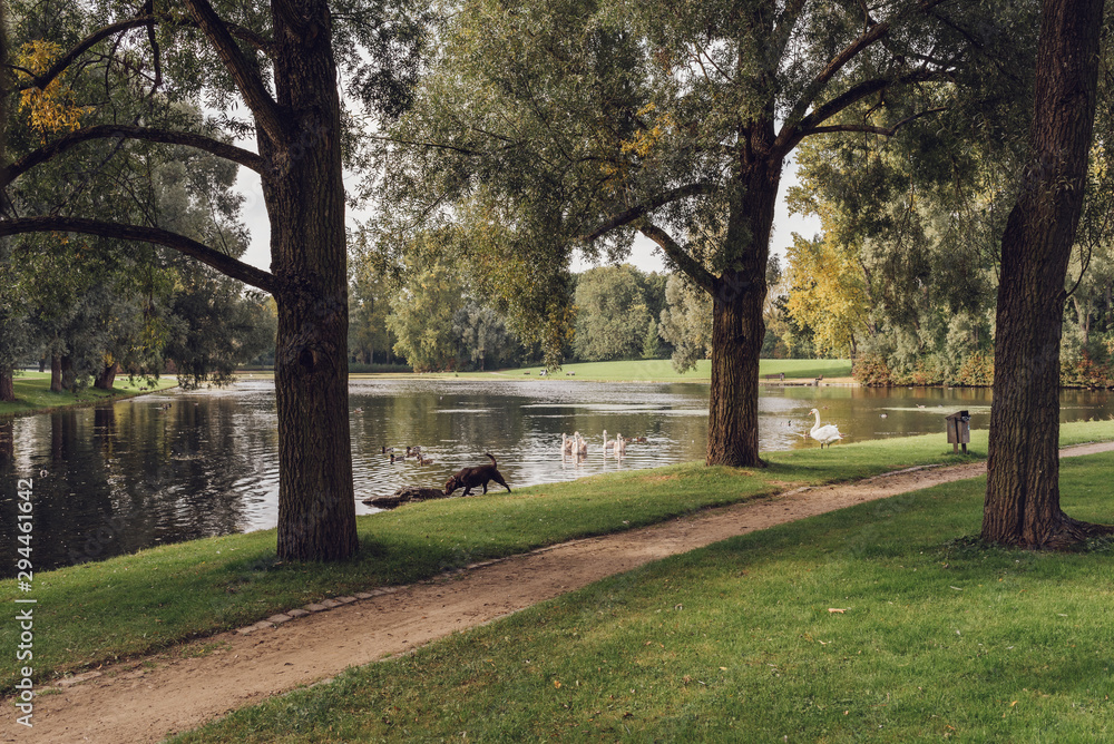 Fototapeta premium Empty park in autumn with a green and yellow trees, pond, green grass, some swans, ducks and a dog on a cloudy sunny fall day