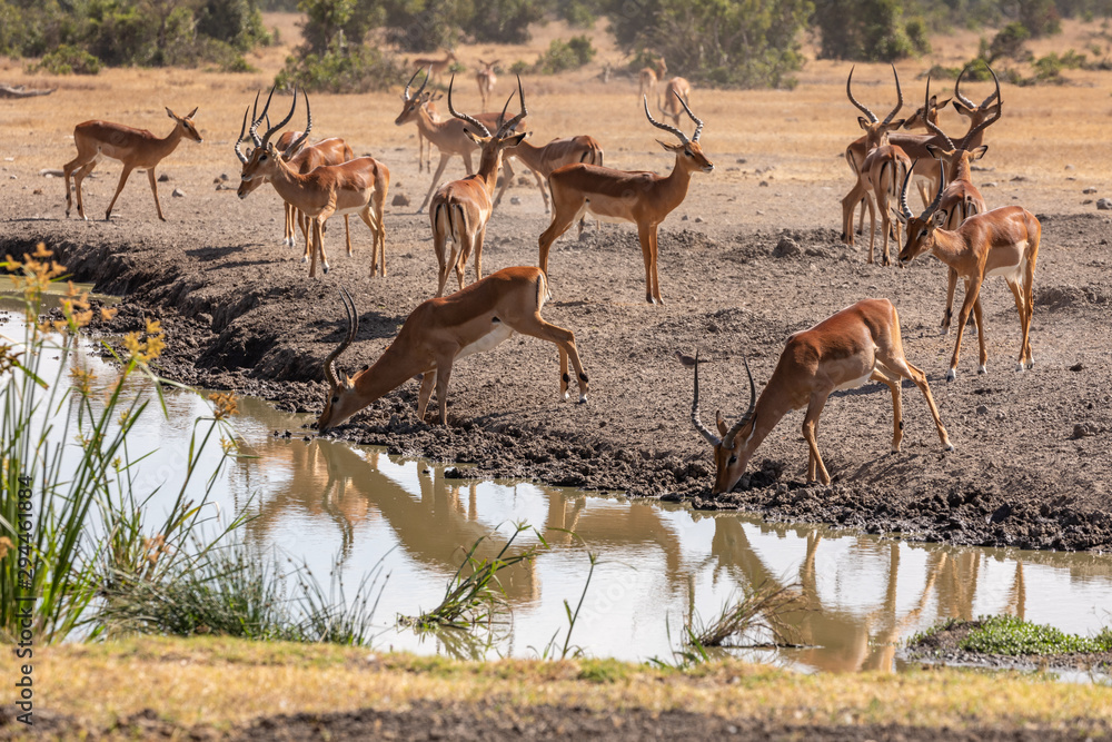 Herd of Impala Reflected in a Watering Hole, Kenya, Africa Herd of Impala Reflected in a Watering Hole, Kenya, Africa