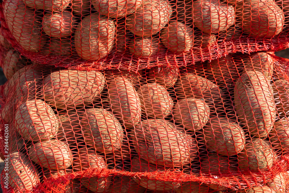 Autumn harvest: Delicious potatoes in a mesh bag.