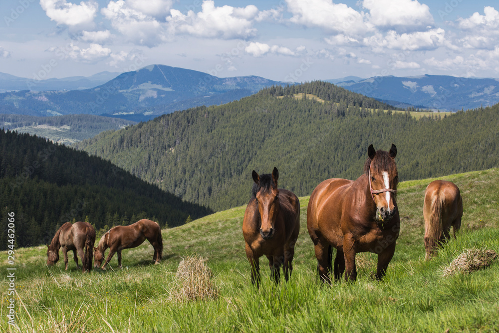 Obraz premium Group of horses grazing
