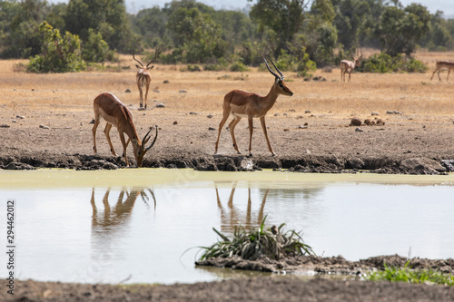 Two Gazelles Reflected in the Watering Hole, Ol Pejeta Conservancy, Kenya, Africa