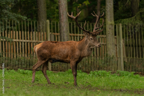 Deer and doe on green meadow in wet autumn day