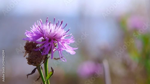 Rocking thistle blooming in gentle breeze at close up