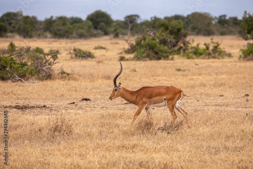 Impala Running Across the Savanna  Kenya Africa