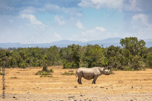 White Rhino Near the Base of Mount Kenya, Africa