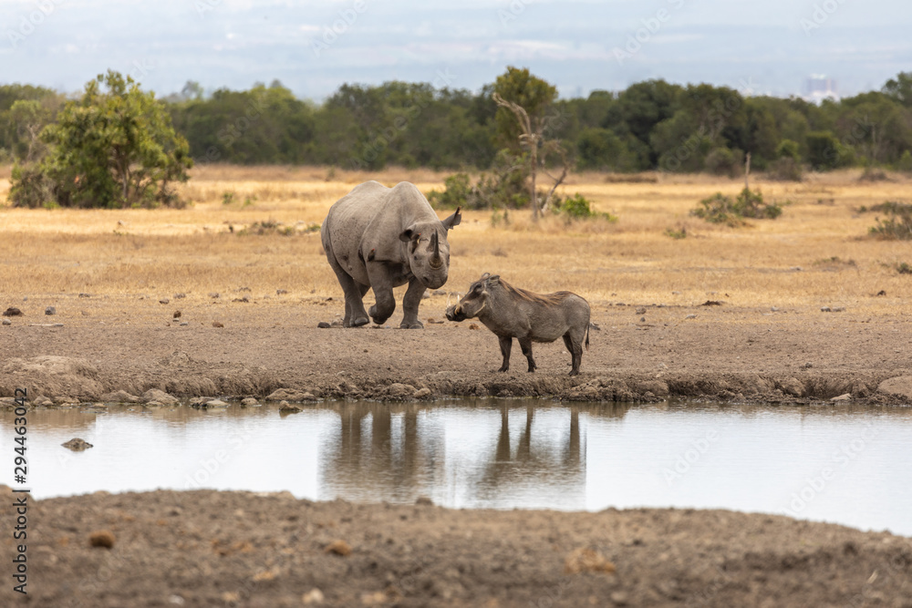 A Rhino and a Warthog Meet at the Watering Hole, Kenya, Africa A Rhino and a Warthog Meet at the Watering Hole, Kenya, Africa