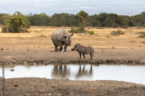 A Rhino and a Warthog Meet at the Watering Hole  Kenya  Africa